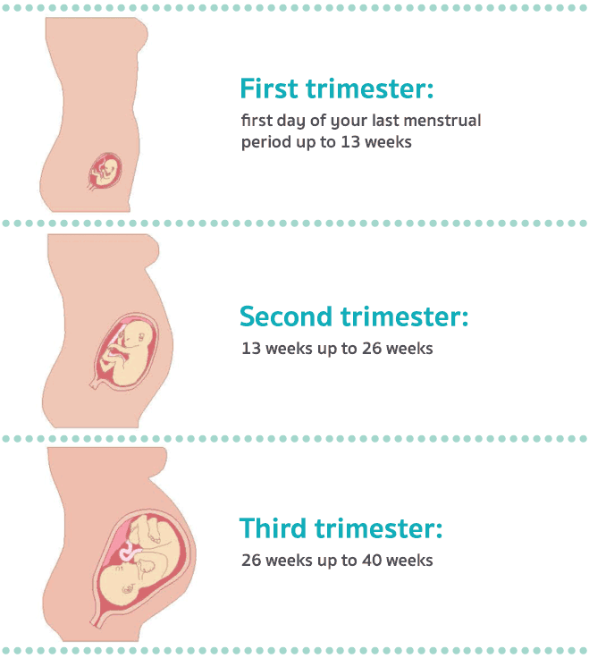 Trimesters of pregnancy three What Happens